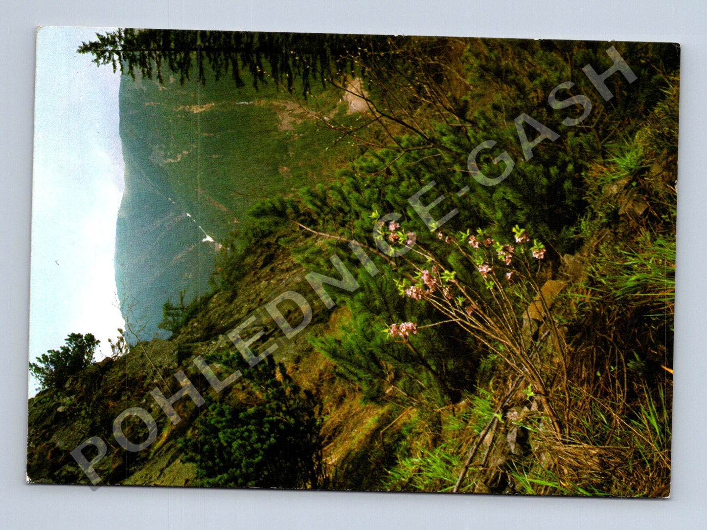 Pohlednice Květy Krkonoš Květovec jedovatý 1989 (M39769)