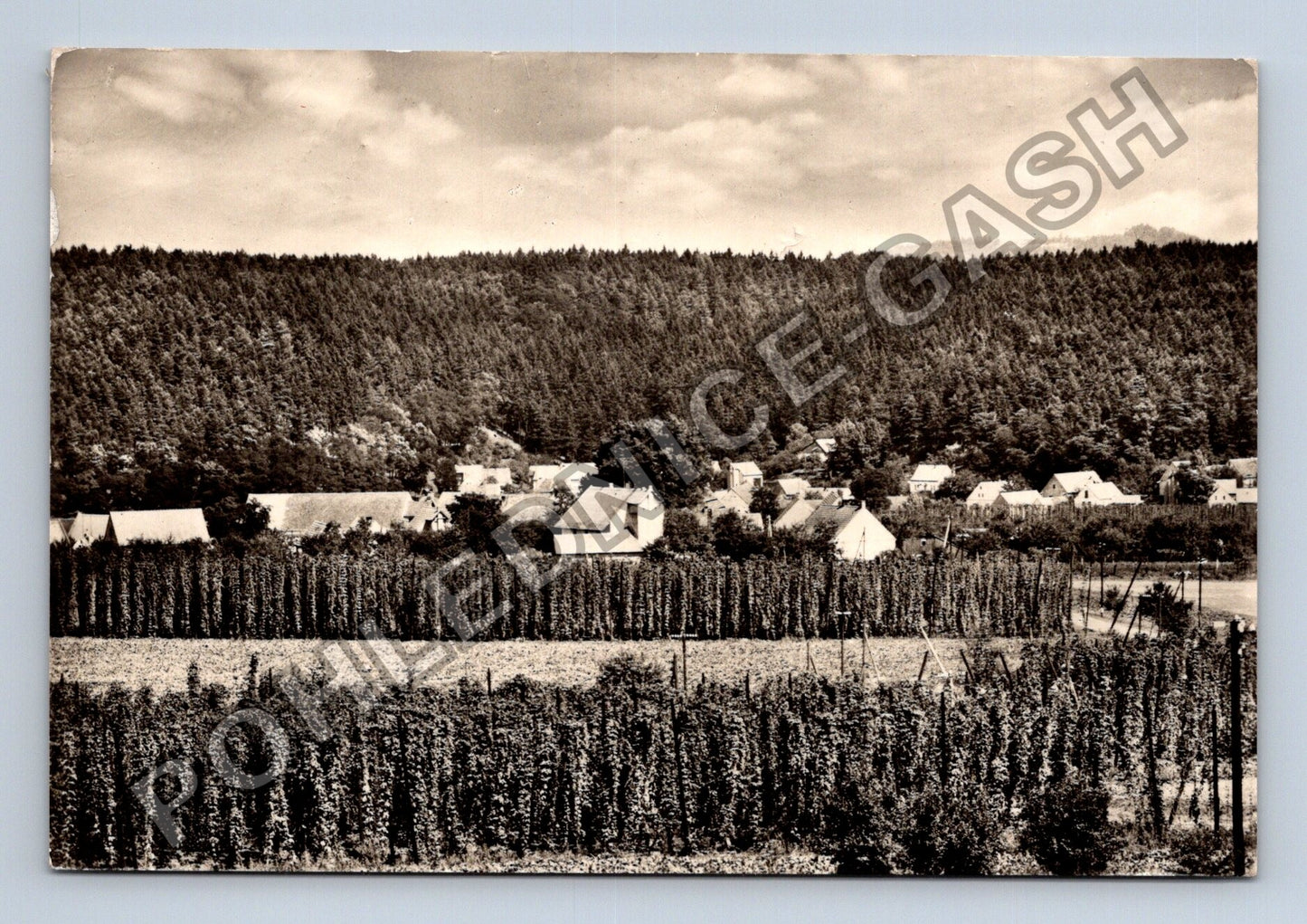 Pohlednice Deštnice u Podbořan chmelnice vesnice (M39792)