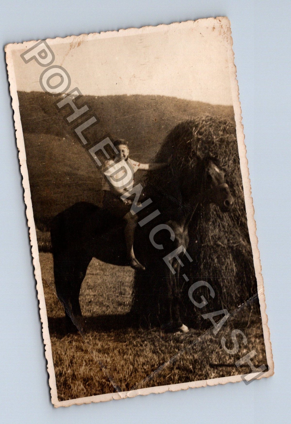 Stará fotografie Žena krmí koně na louce (M39964)