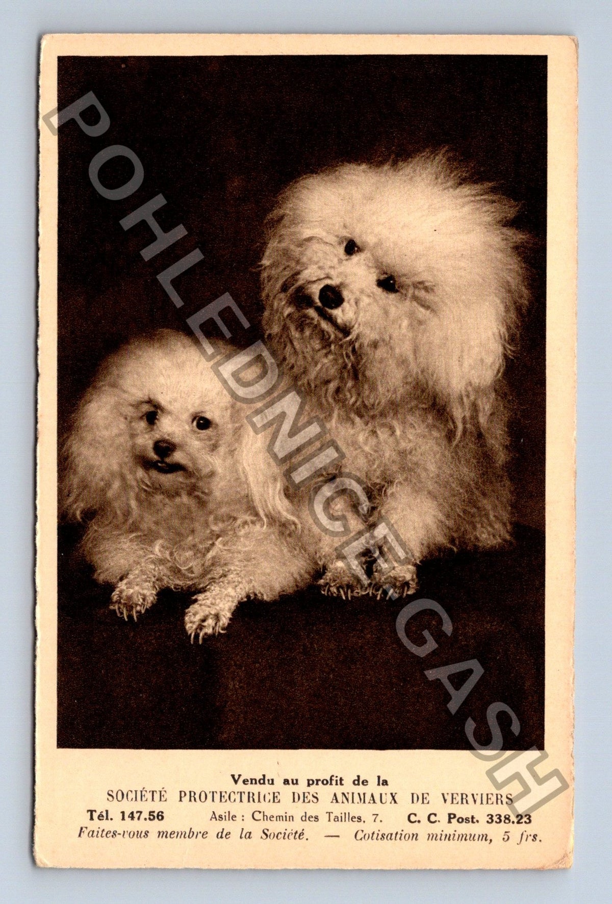 Pohlednice Belgie Verviers dva pudlové psi (M39971)