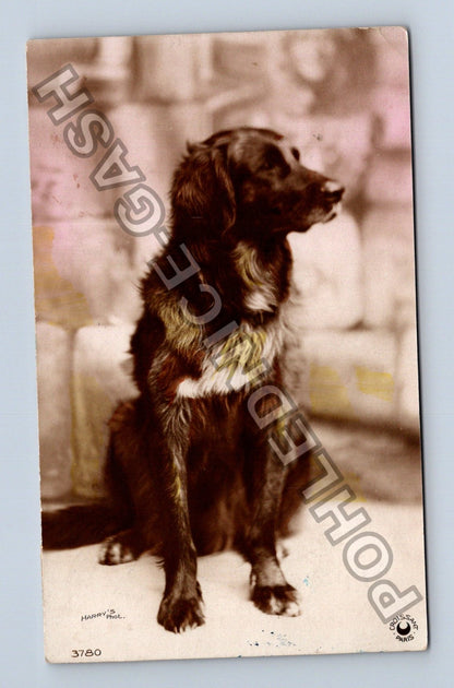 Pohlednice Belgie pes Harry Phot. 1935 (M39972)