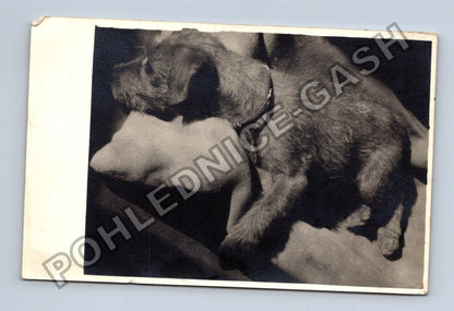Pohlednice Pes teriér v náručí 1944 (M39979)