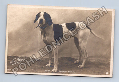 Pohlednice Francie pes SNAP Chienne Pointer Paul Boyer (M39982)