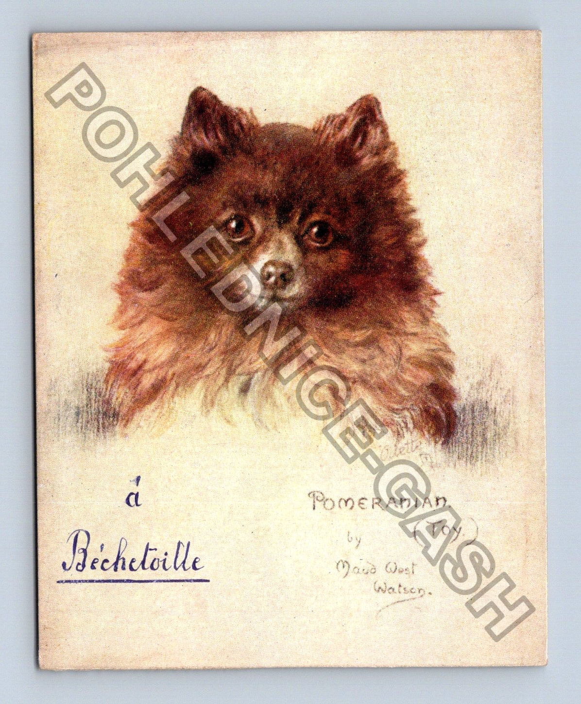 Pohlednice Pomeranian Toy pes Maud West Watson Bechetoille (M39983)