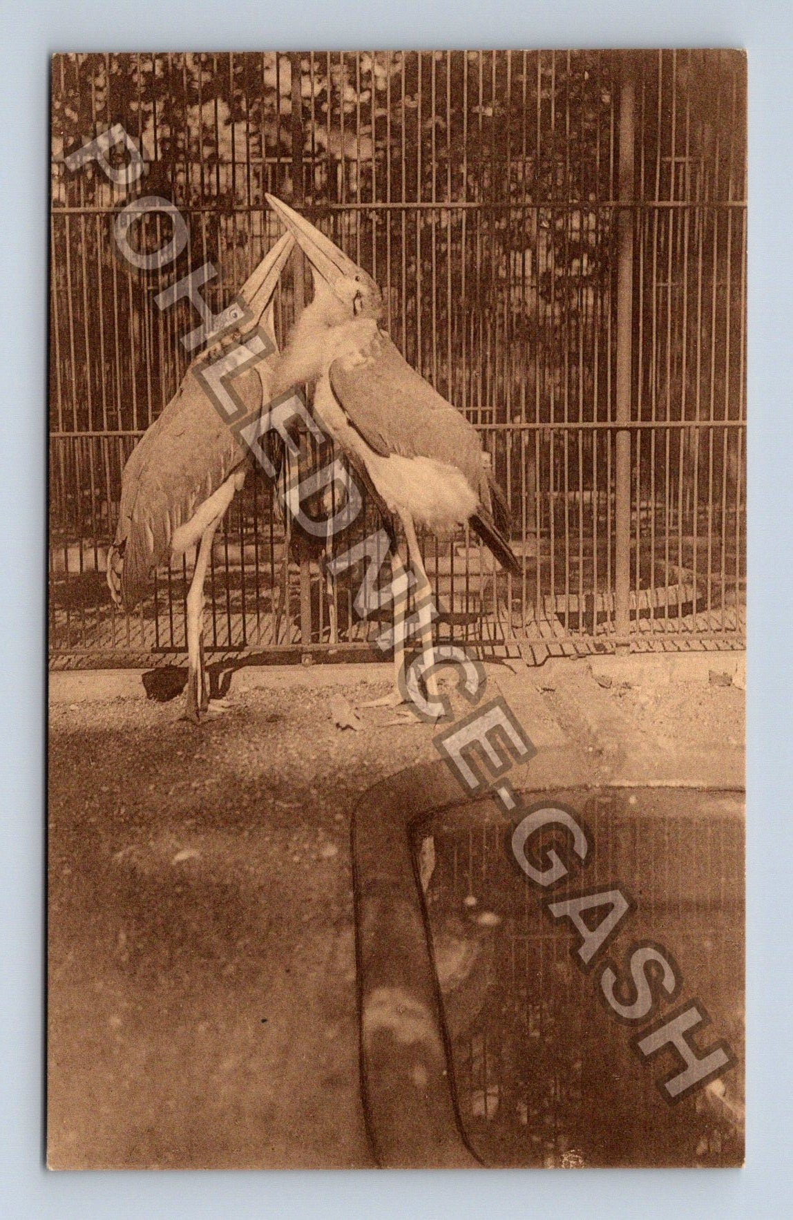 Pohlednice Belgie Antverpy ZOO Marabu z Konga (M39985)
