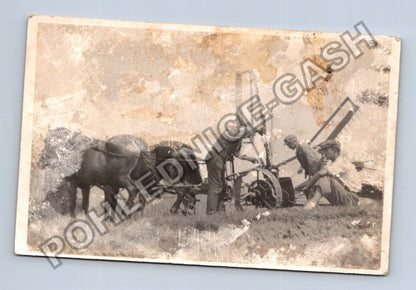 Stará fotografie Žňové práce s koňmi a žacím strojem (M39999)