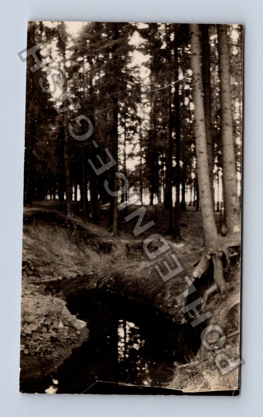 Stará fotografie Zelenov lesní cesta stromy (M40070)