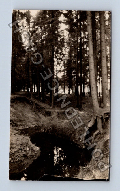 Stará fotografie Zelenov lesní cesta stromy (M40070)