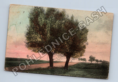 Pohlednice alej stromy cesta soumrak (M40178)