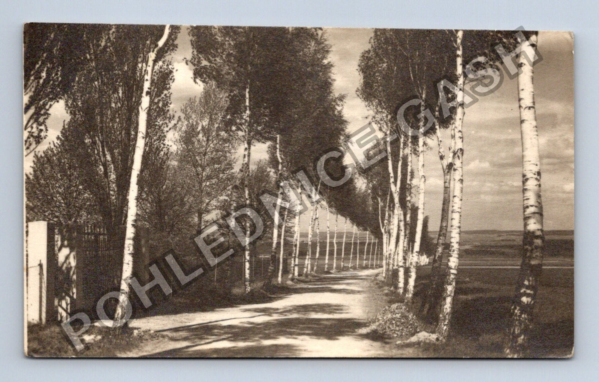 Pohlednice alej stromů břízy (M40674)