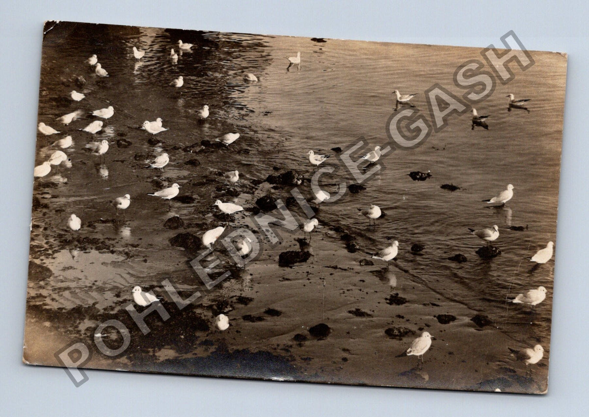 Pohlednice Rackové na břehu moře Opatija 1915 (M40686)