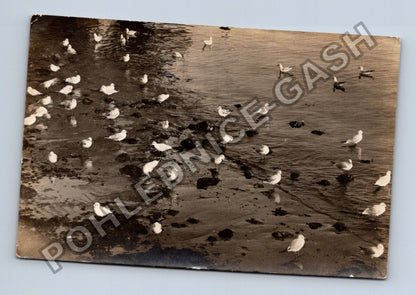 Pohlednice Rackové na břehu moře Opatija 1915 (M40686)