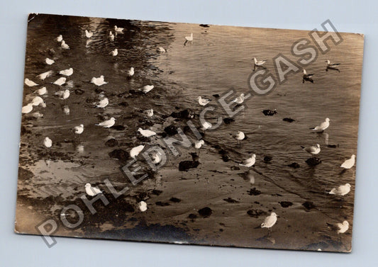 Pohlednice Rackové na břehu moře Opatija 1915 (M40686)