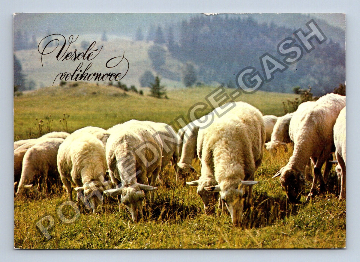 Pohlednice Veselé velikonoce ovce na pastvě (M40905)