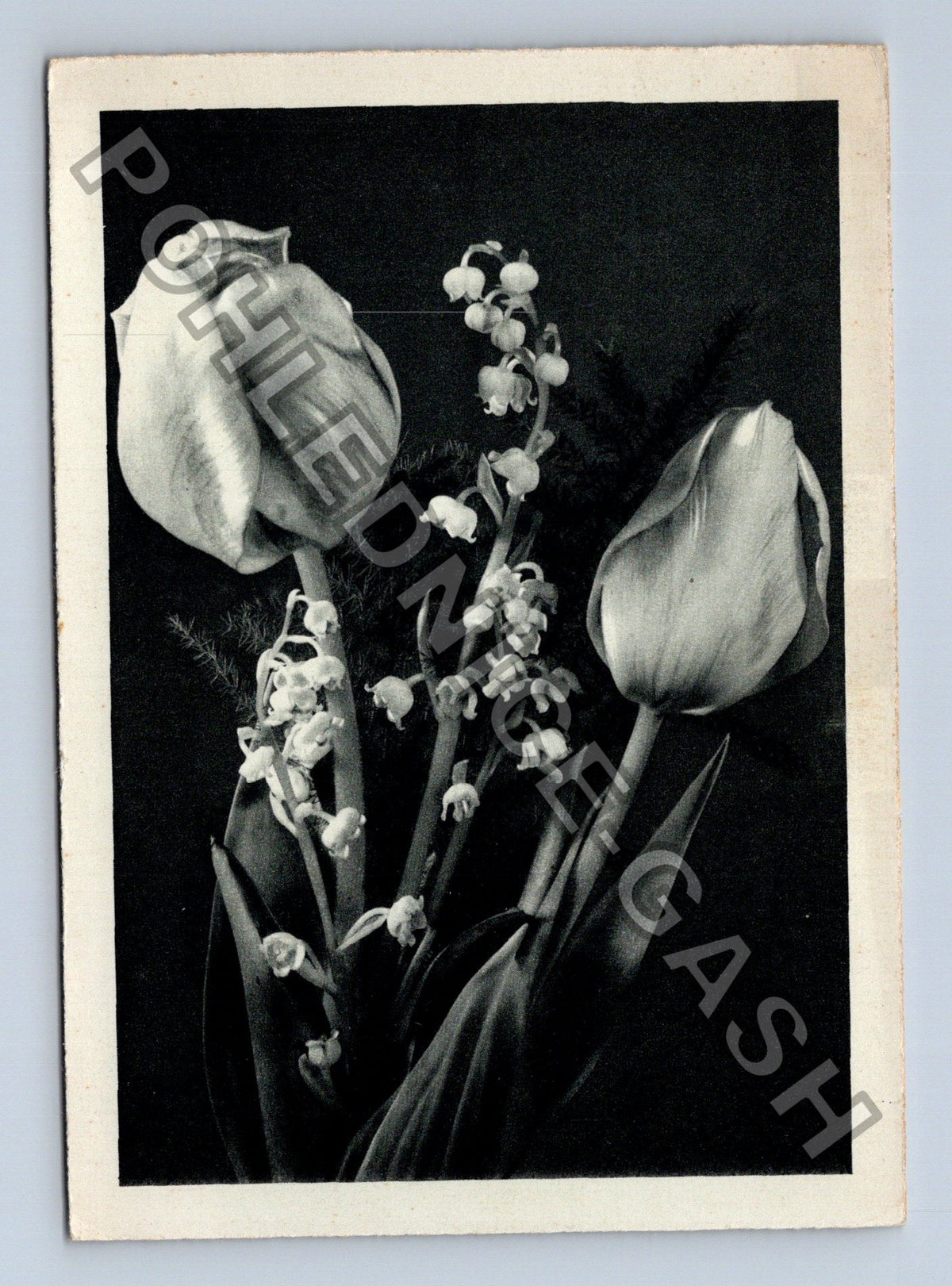 Pohlednice Zátiší tulipány konvalinky (M40965)