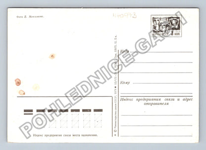 Pohlednice Rusko SSSR k MDŽ dvě růže 1974 (M40973)