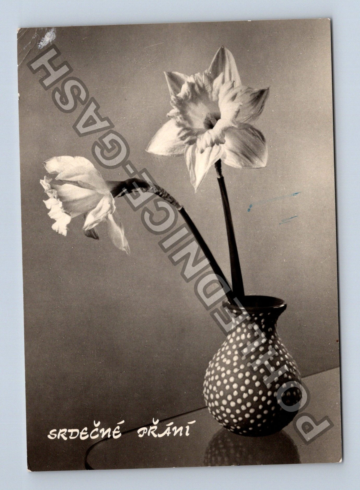 Pohlednice Srdečné přání kytice narcisů (M40978)