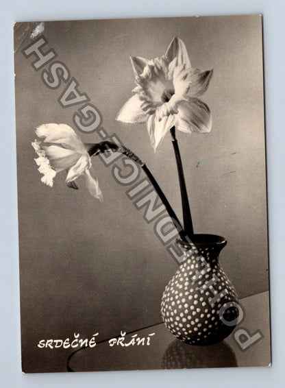 Pohlednice Srdečné přání kytice narcisů (M40978)