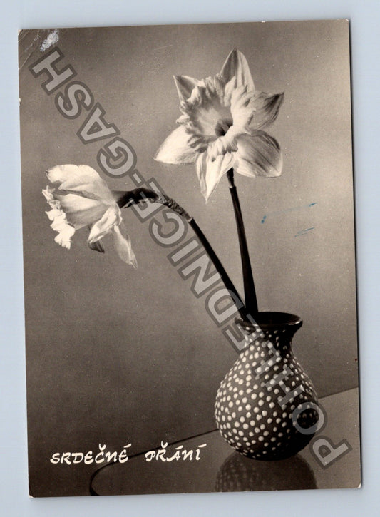 Pohlednice Srdečné přání kytice narcisů (M40978)