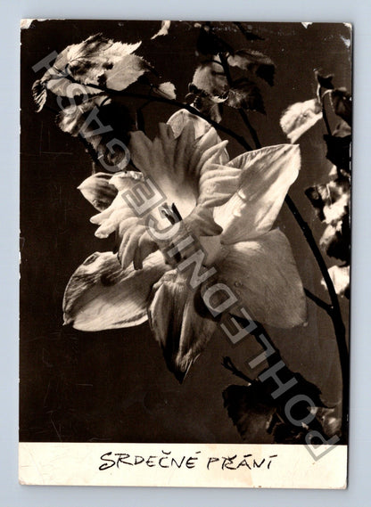 Pohlednice Srdečné přání narcis Praha-Hrašíce 1949 (M40979)