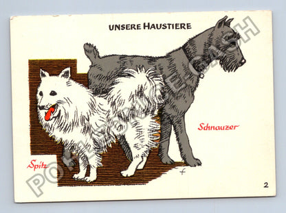 Pohlednice Německo Spitz Schnauzer Unsere Haustiere (M40983)
