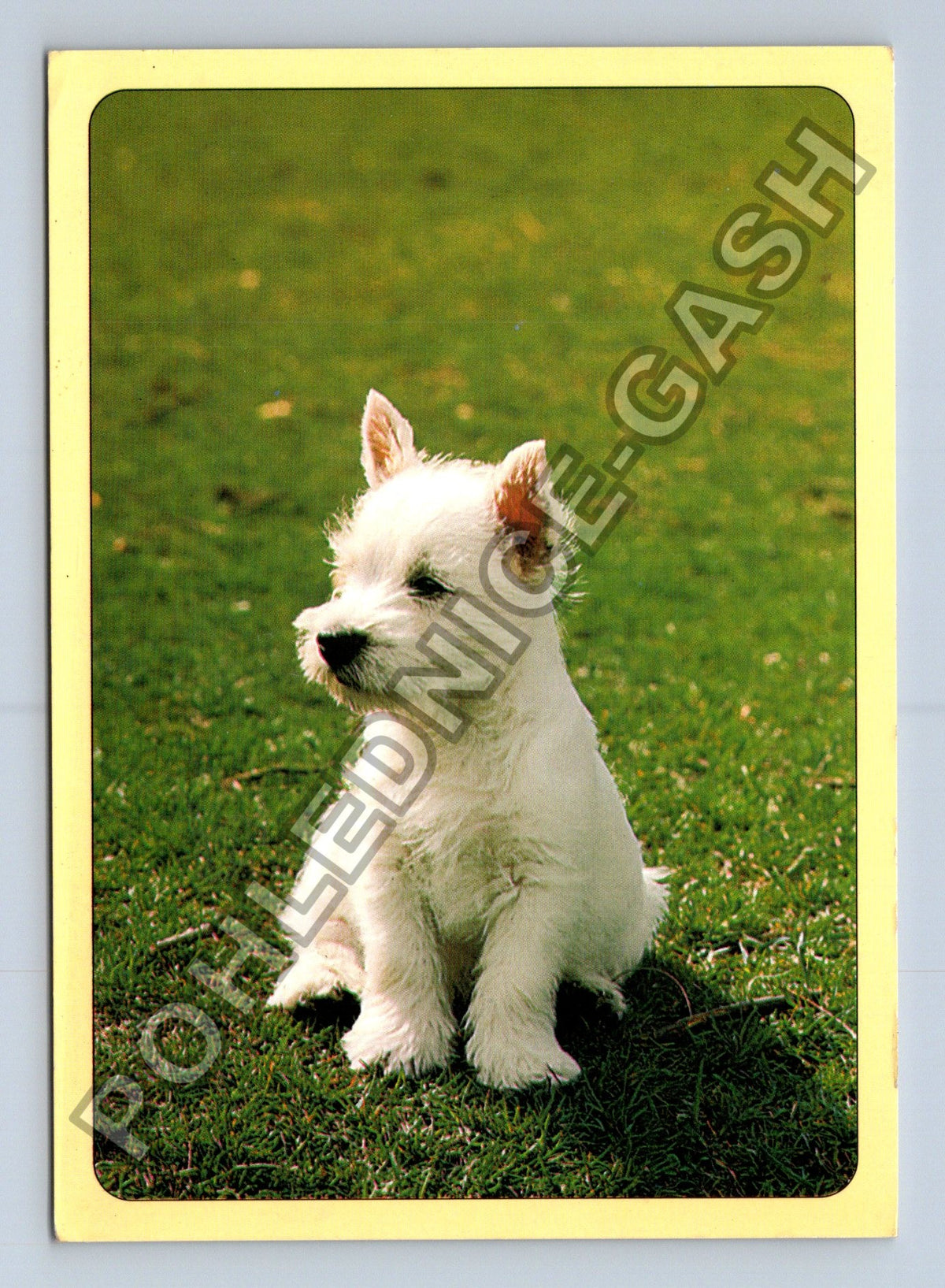 Pohlednice Pes štěně West Highland White teriér (M40985)