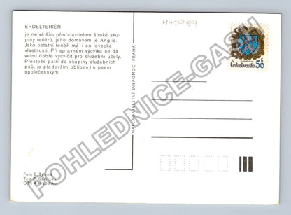 Pohlednice Erdelteriér pes (M40989)