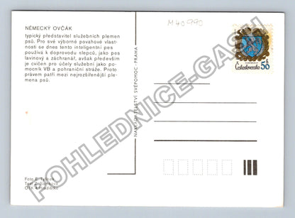 Pohlednice Německý ovčák pes (M40990)