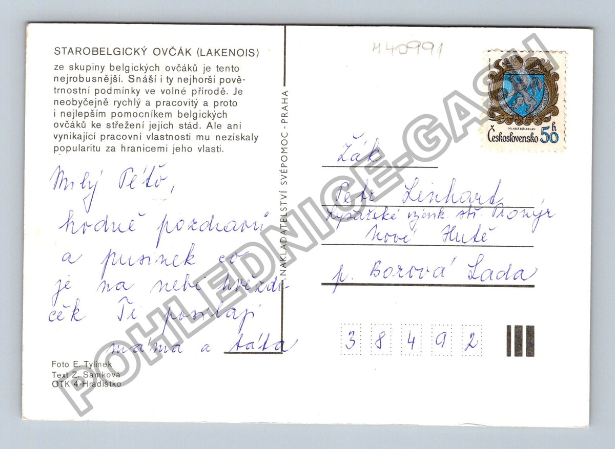 Pohlednice Starobelgický ovčák Lakenois pes (M40991)