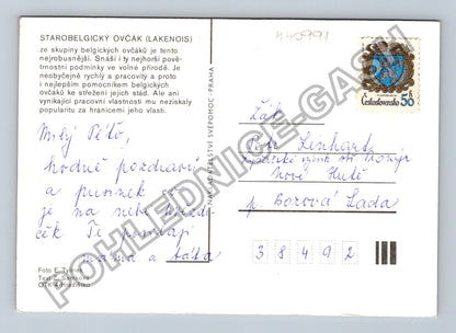 Pohlednice Starobelgický ovčák Lakenois pes (M40991)