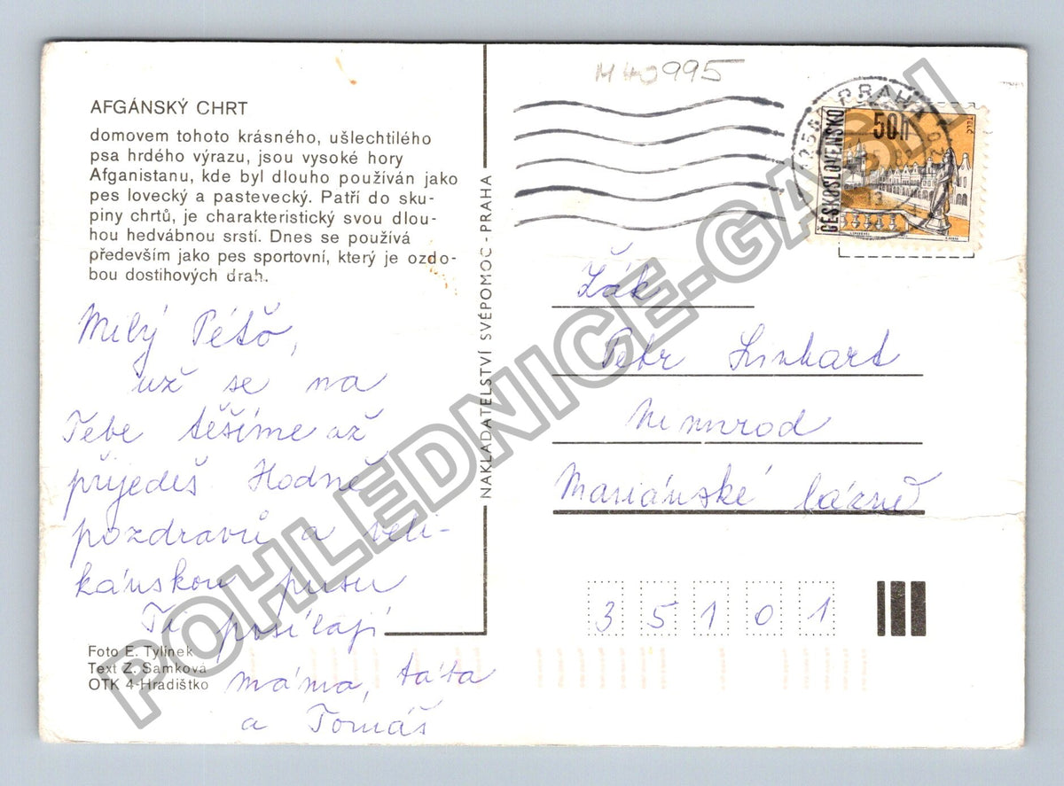 Pohlednice Afghánský chrt pes ležící v trávě (M40995)