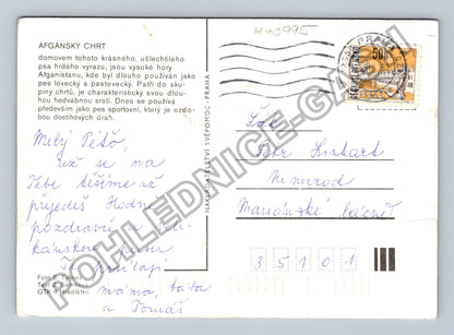 Pohlednice Afghánský chrt pes ležící v trávě (M40995)