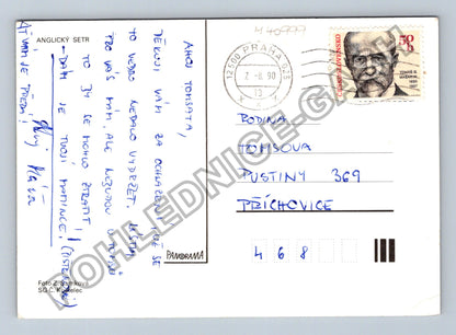 Pohlednice Anglický setr pes (M40999)
