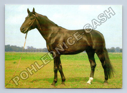 Pohlednice kůň teplokrevník Dispondeus NDR 1977 (M41007)
