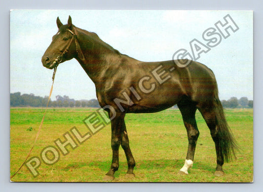Pohlednice kůň teplokrevník Dispondeus NDR 1977 (M41007)