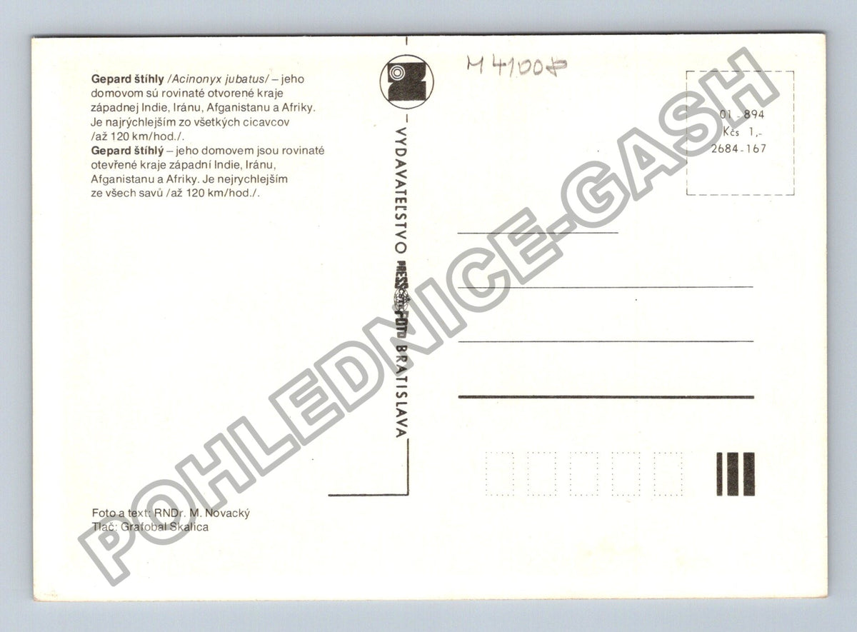 Pohlednice Gepard šplhající na strom (M41008)