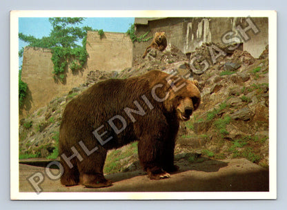 Pohlednice Medvěd kodiak Ursus arctos middendorffii (M41009)
