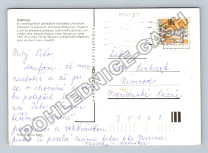 Pohlednice Šimpanz Mariánské Lázně (M41011)