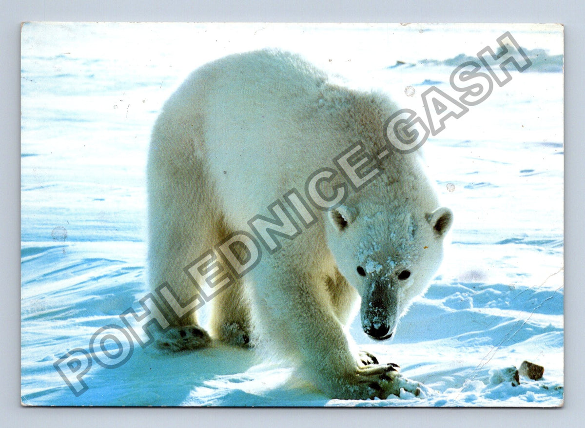 Pohlednice Norsko Svalbard lední medvěd (M41012)