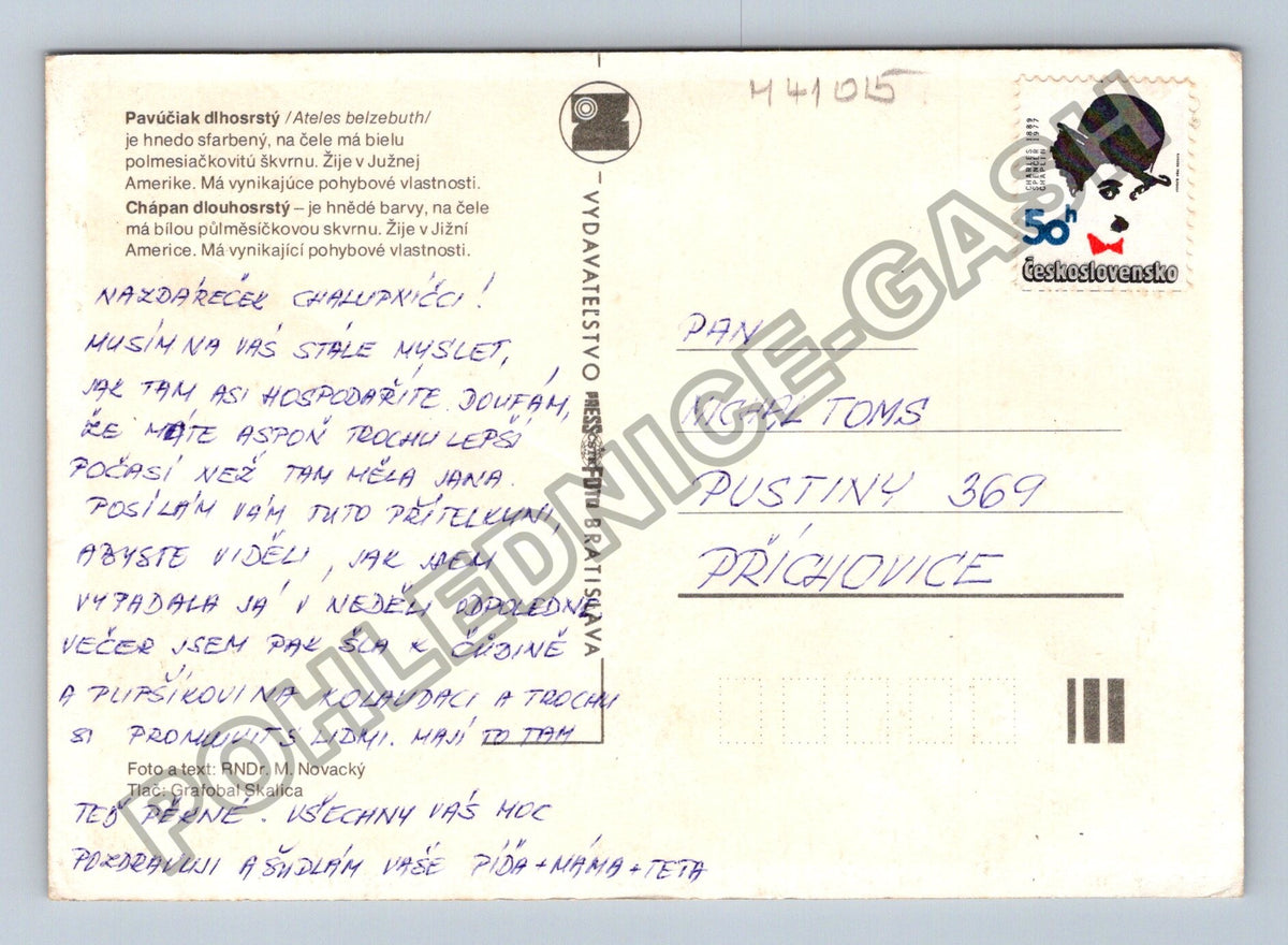 Pohlednice Opice pavoučí chápavá pavián dílosrstý (M41015)