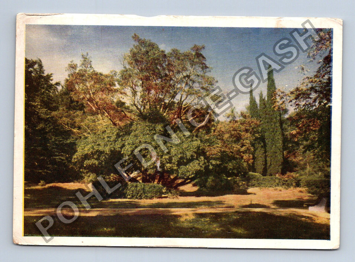 Pohlednice Ukrajina Krym Alupka park 1959 (M41239)