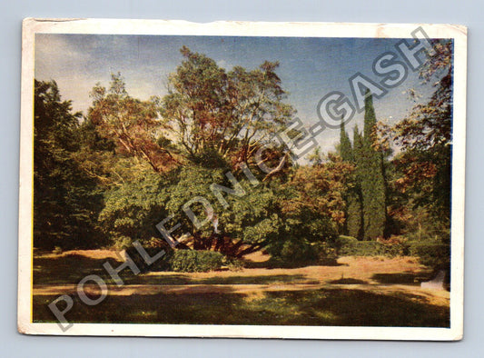 Pohlednice Ukrajina Krym Alupka park 1959 (M41239)