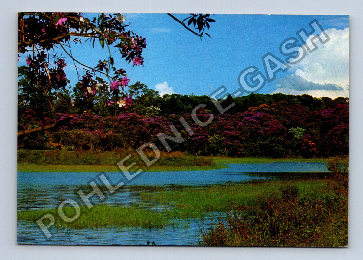 Pohlednice Brazílie Gramado jezero květy (M41242)