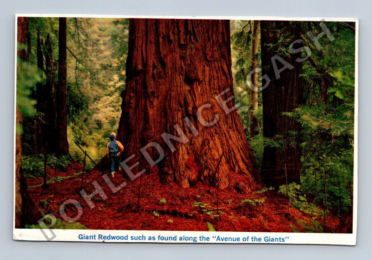 Pohlednice USA Giant Redwood Avenue of the Giants (M41347)