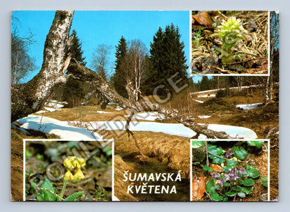 Pohlednice Šumavská květena koláž bříza potok rostliny (M41444)