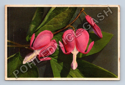 Pohlednice Švýcarsko Dicentra spectabilis Bleeding Heart (M41550)