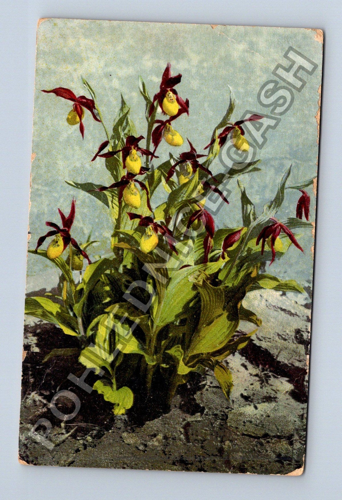 Pohlednice Německo Cypripedium calceolus střevíčník 1915 (M41565)