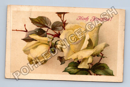 Pohlednice Rakousko Hoch Josefine žluté růže 1903 (M41584)