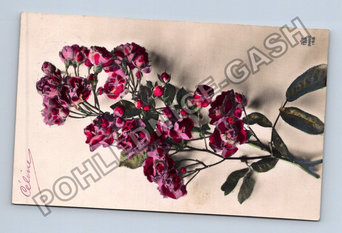 Pohlednice Francie růže Céline 1912 (M41596)