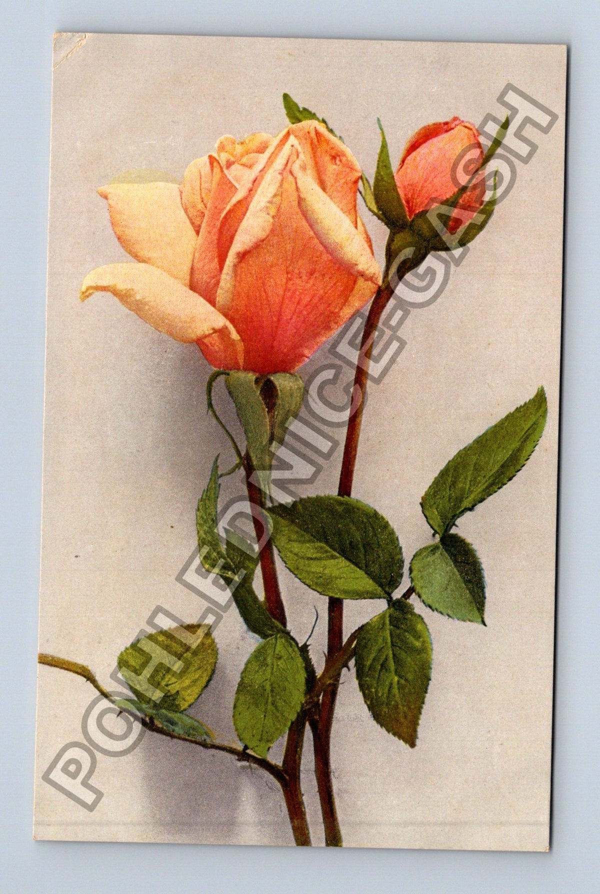 Pohlednice růže květina Švýcarsko 1908 (M41634)